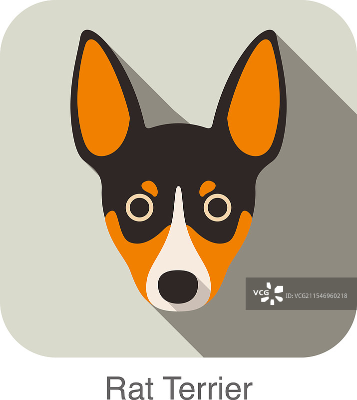 平面图标中的拉特梗犬脸部，狗系列图片素材