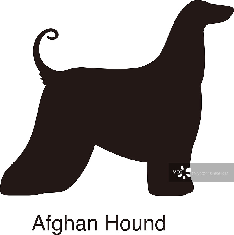 阿富汗猎犬侧面轮廓图片素材