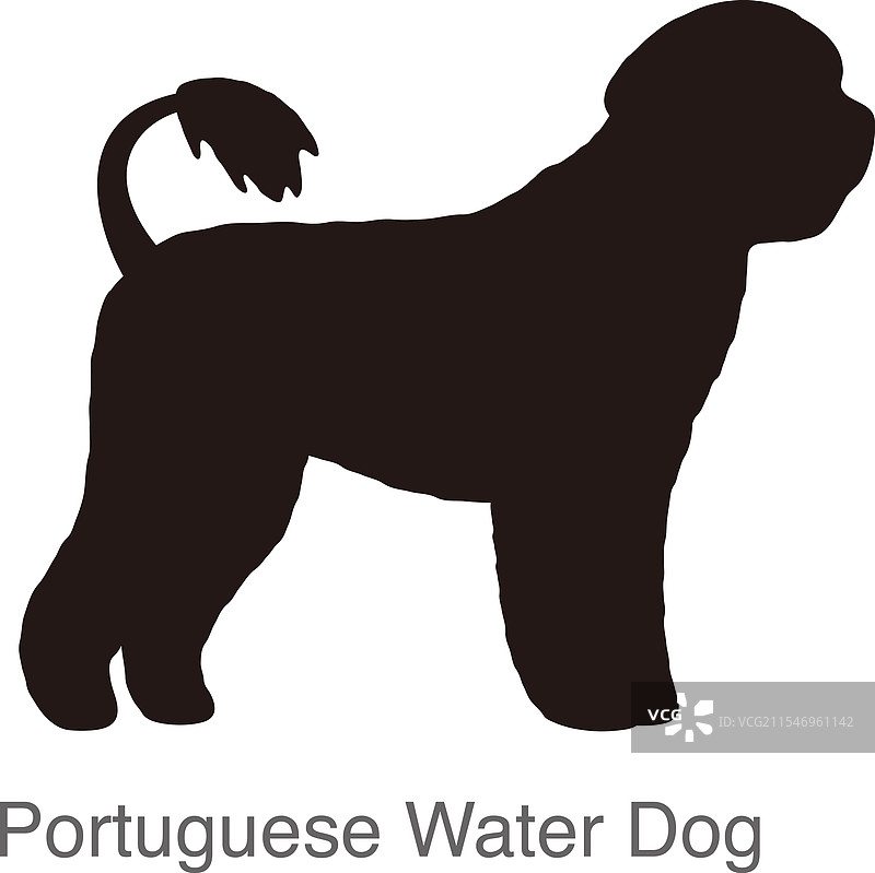 葡萄牙水犬在洞口观察图片素材