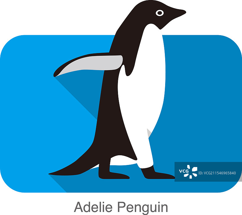 阿德利企鹅走路系列图片素材