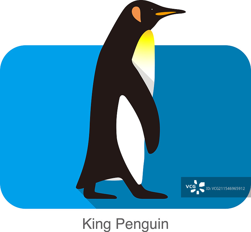 国王企鹅走路的企鹅种子系列图片素材