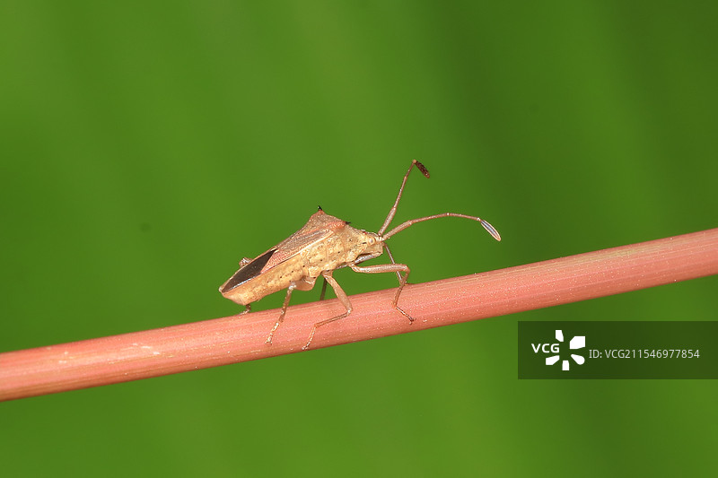 长肩棘缘蝽图片素材