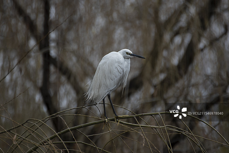 栖息的白鹭图片素材
