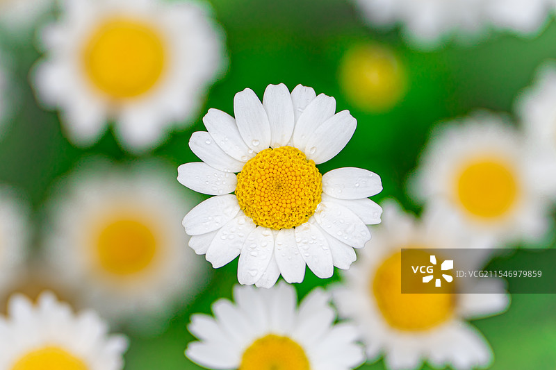 野菊花图片素材