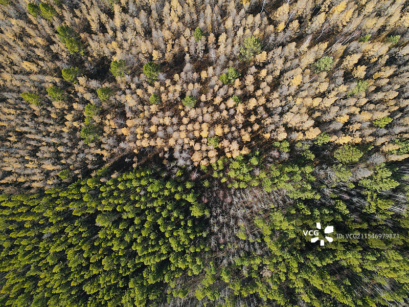 漠河林区，大兴安岭的秋天图片素材