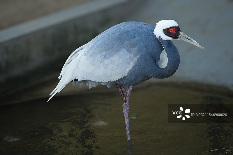 白枕鹤图片素材