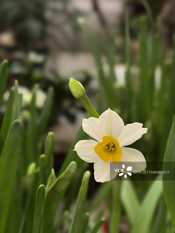 水仙花图片素材