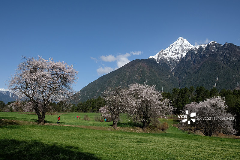 林芝的桃花图片素材
