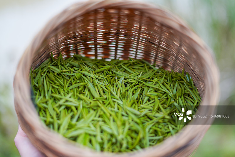 装在竹篓里新鲜采摘的利川红冷后浑嫩芽茶图片素材