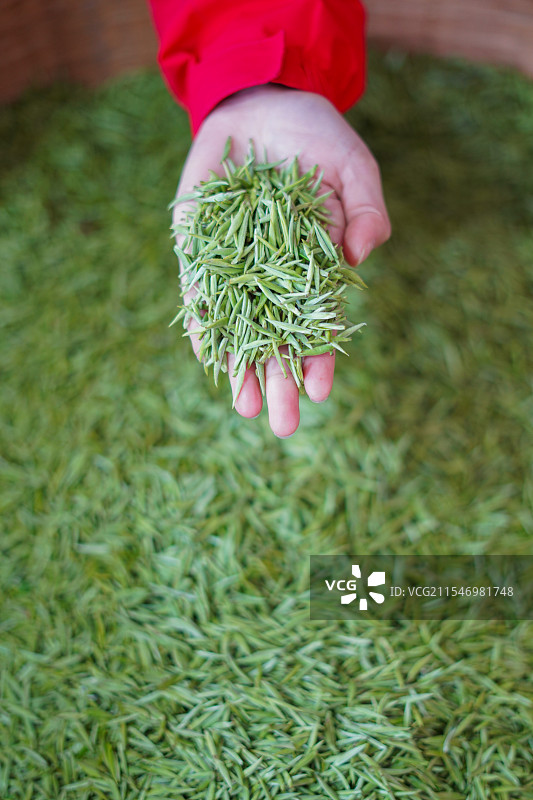 手心里的利川红冷后浑嫩芽图片素材