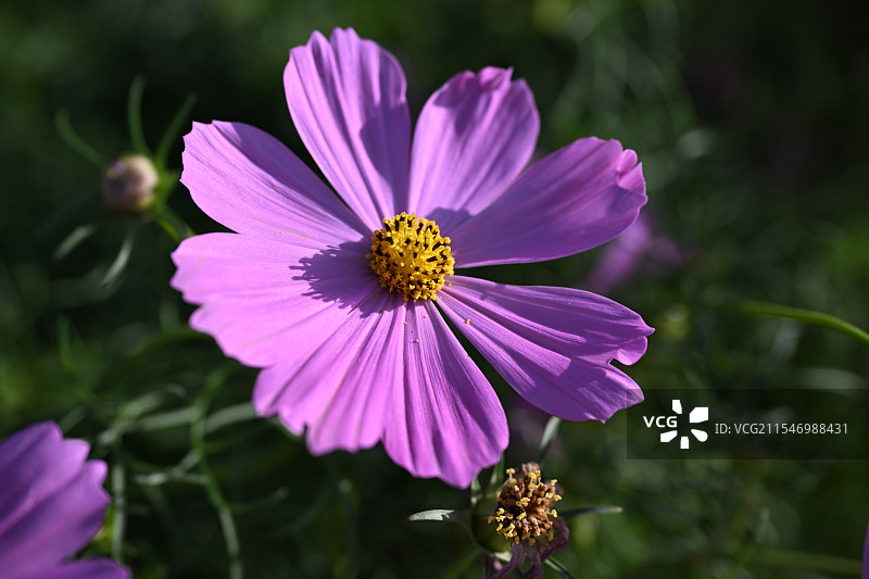 波斯菊图片素材