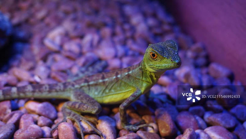 海洋馆里的动物图片素材