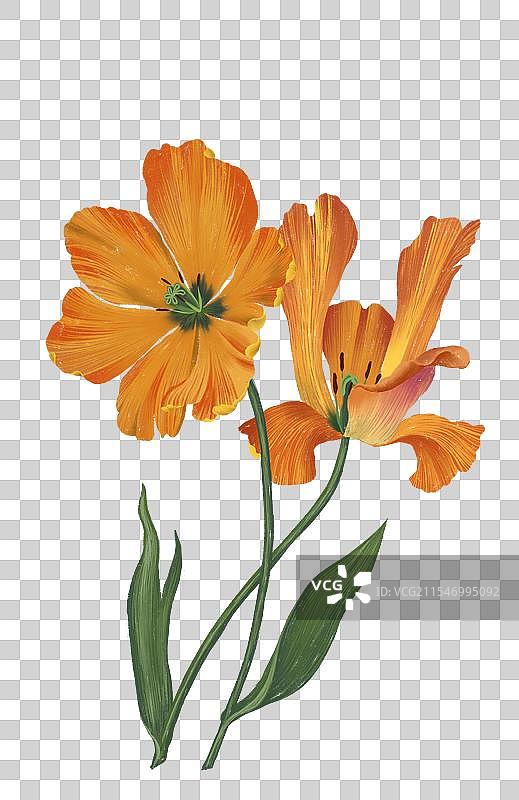 植物插画免扣图片素材