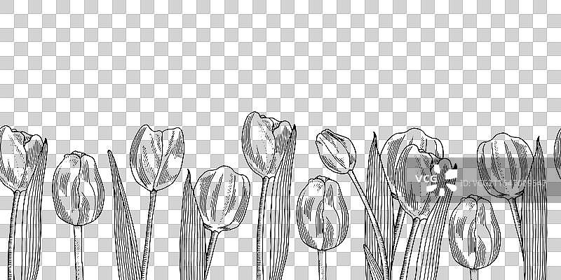 手绘郁金香花图片素材