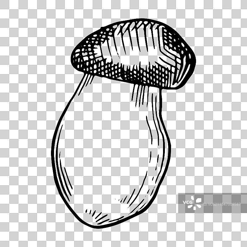 手绘蘑菇素描图片素材