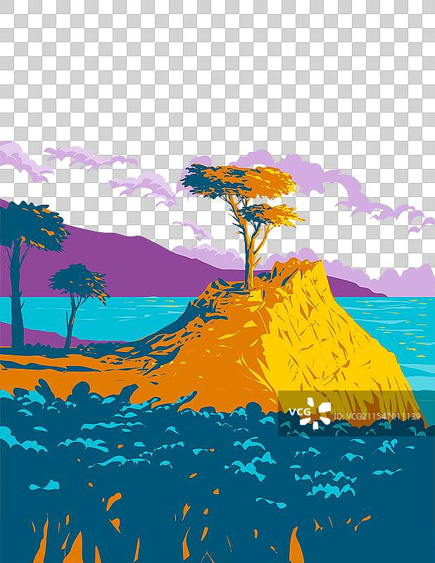 蒙特雷卵石滩上的孤独柏树图片素材