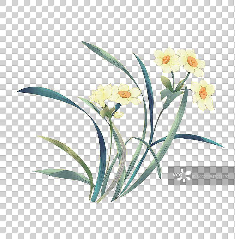 水仙花的特写镜头图片素材