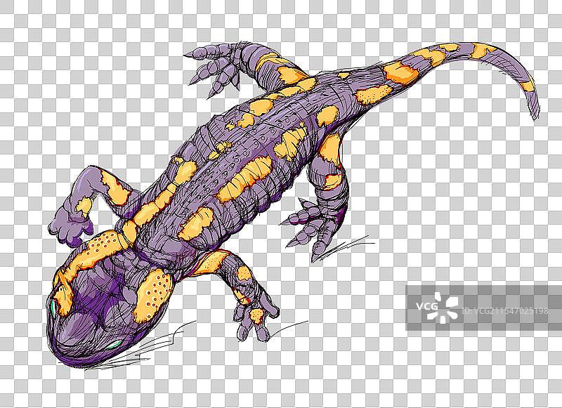 在杜阿尔讷讷海岸公园可爱的火蝾螈图片素材