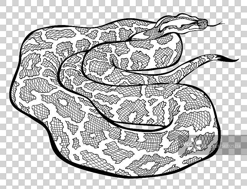 黑白波亚蛇涂色书页面图片素材