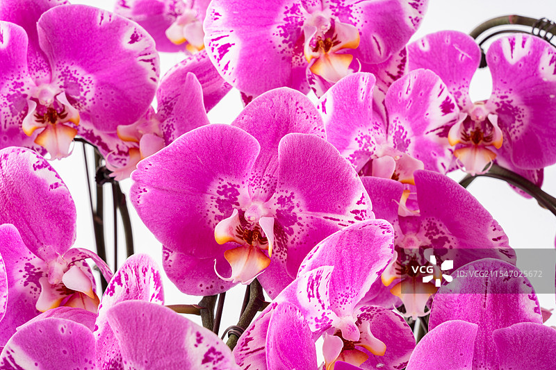 蝴蝶兰盆栽白底图图片素材