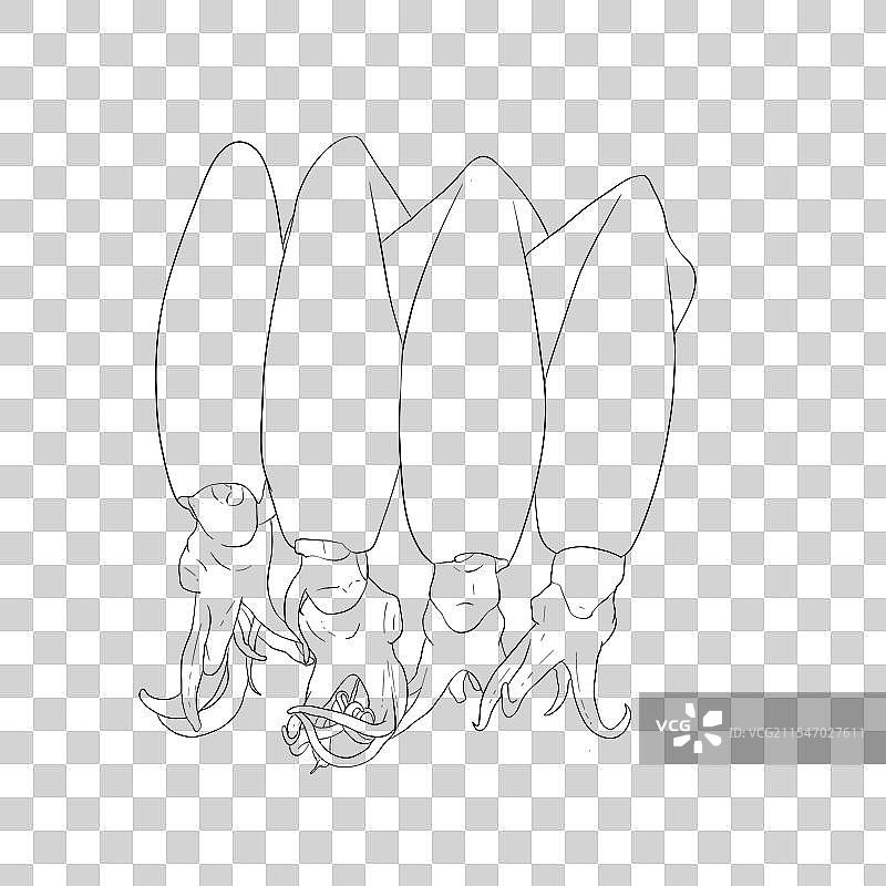 笔管鱼图片素材