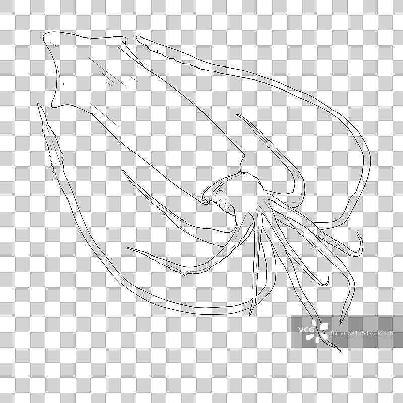 鱿鱼图片素材
