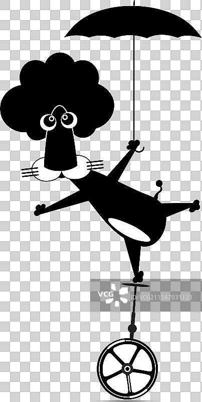 搞笑的狮子在独轮车上保持平衡图片素材