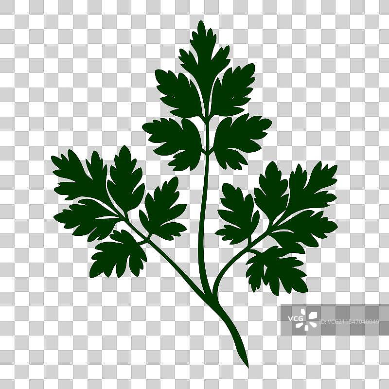 香芹剪影艺术用于植物设计图片素材
