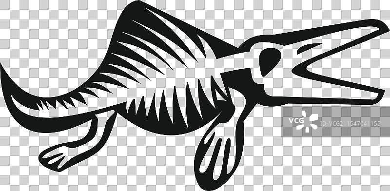 已灭绝的蛇颈龙化石骨骼在水中游动图片素材