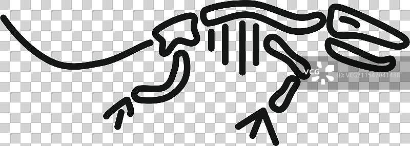 蜥蜴骨架展示骨骼和肋骨结构图片素材