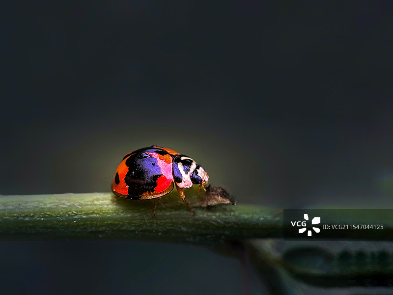 七星瓢虫图片素材