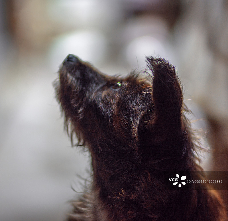 仰望天空的小狗图片素材