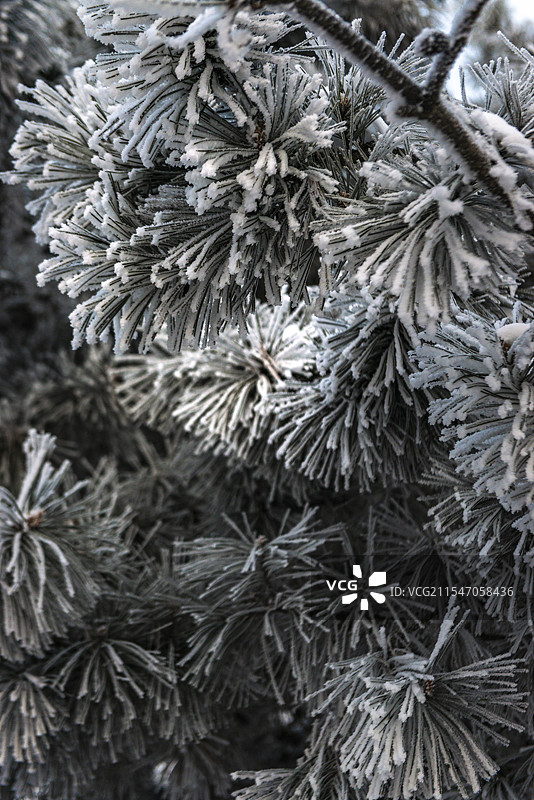 雾凇雪松松树冬季寒冷冰雪图片素材