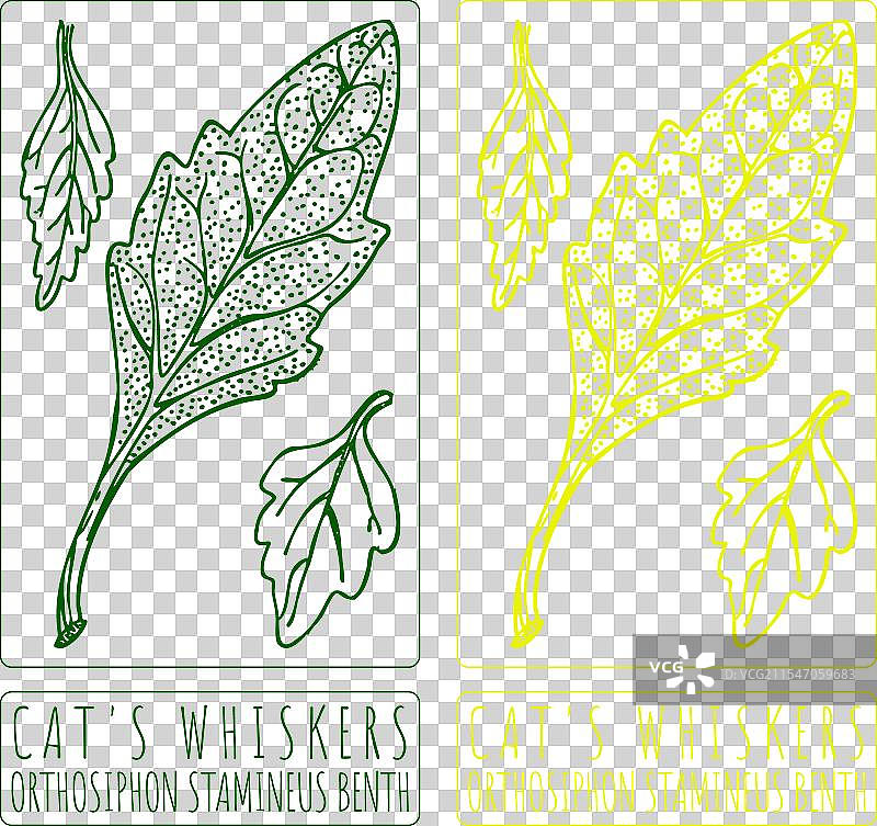 手绘猫的胡须图片素材