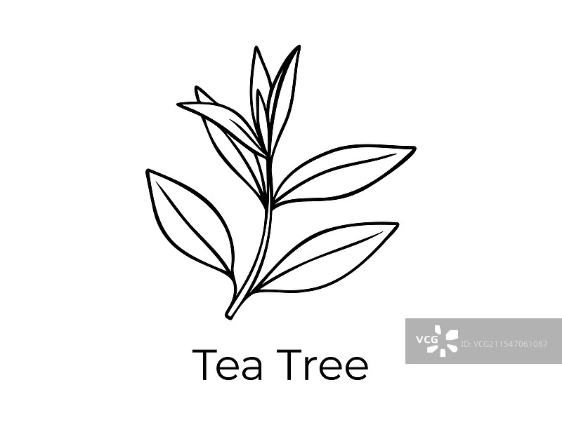 茶树叶子涂鸦手绘图标轮廓图片素材