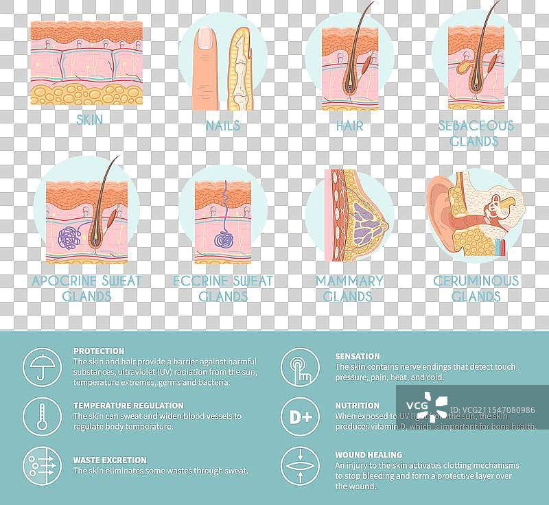 人体外皮系统信息图元素图片素材