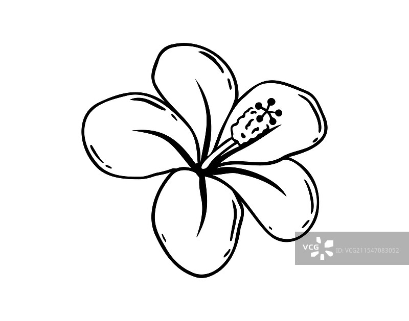 手绘的芙蓉花中国玫瑰涂鸦图片素材