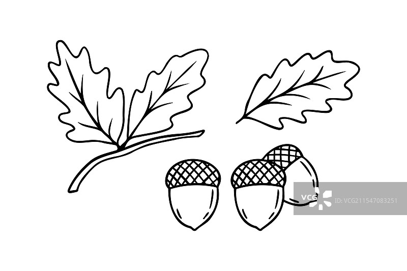 手绘涂鸦橡树叶子和橡果图标图片素材
