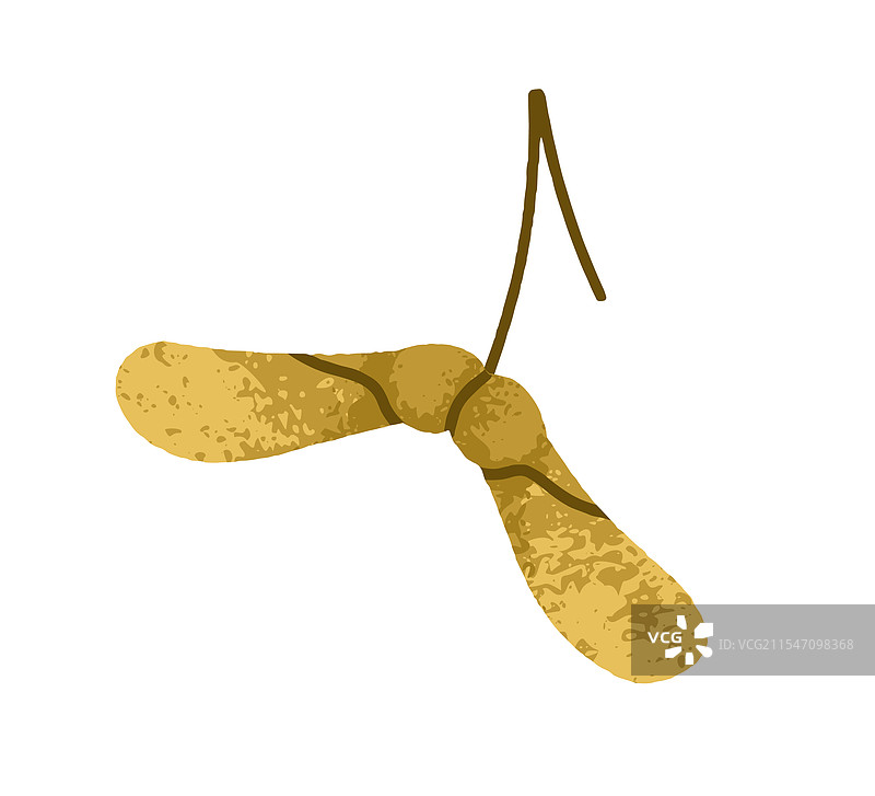 翅果种子旋转叶植物图片素材