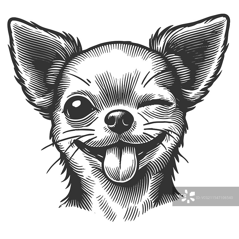 表情平静的吉娃娃图片素材