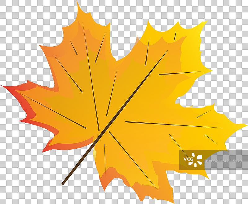 枫叶飘落图片素材