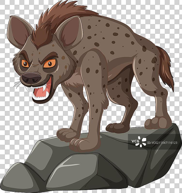 愤怒的斑点土狼在石头上咄咄逼人地站立图片素材