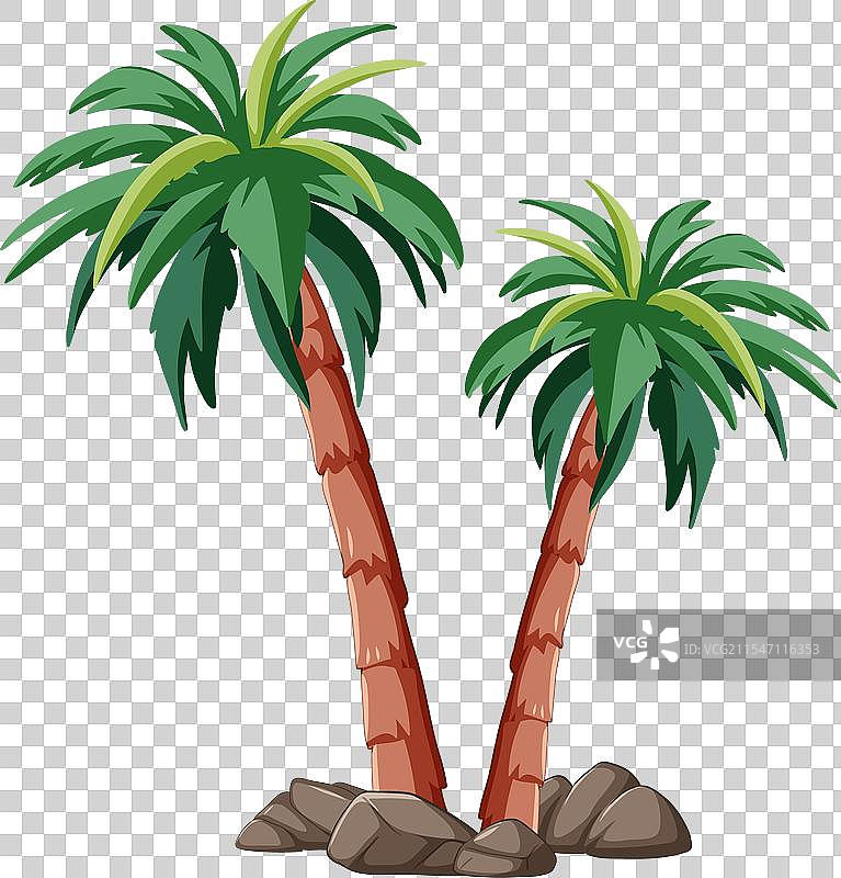 two palm trees with green leaves and brown trunks图片素材