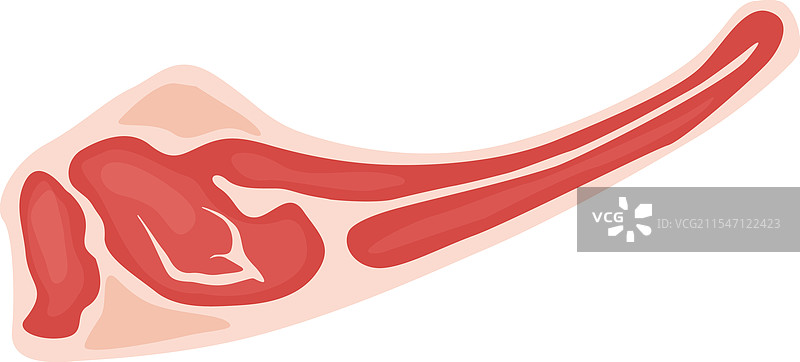 生羊肚肉，展示明显的脂肪和图片素材
