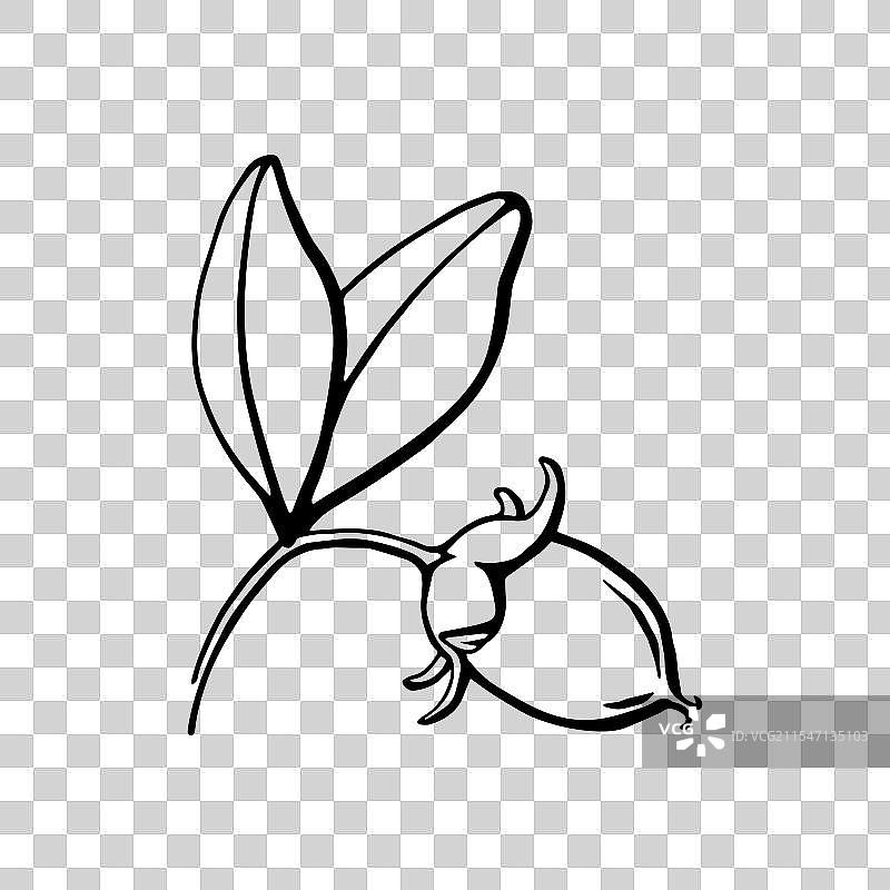 手绘的荷荷巴坚果与叶子，黑白色调图片素材