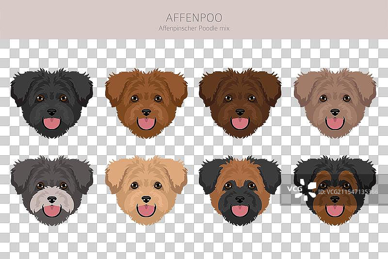 阿芬犬和贵宾犬混合的剪贴画图片素材