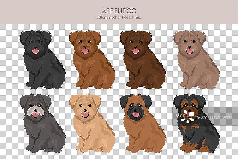 阿芬犬和贵宾犬混合的剪贴画图片素材