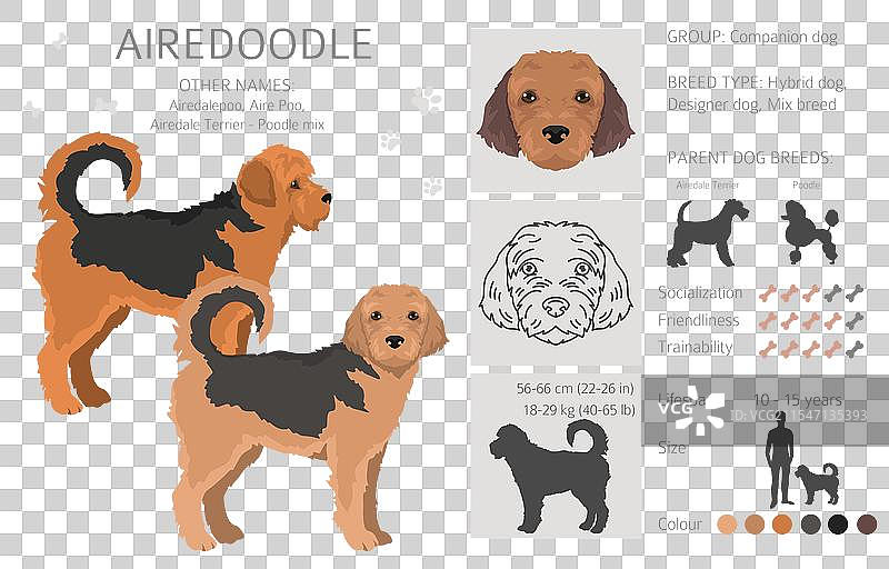 艾尔戴尔犬和贵宾犬混合的艾尔杜犬剪贴画图片素材