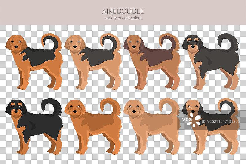 艾尔戴尔犬和贵宾犬混合的艾尔杜犬剪贴画图片素材