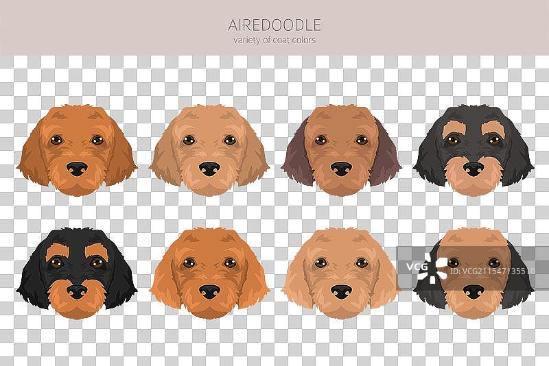 艾尔戴尔犬和贵宾犬混合的艾尔杜犬剪贴画图片素材